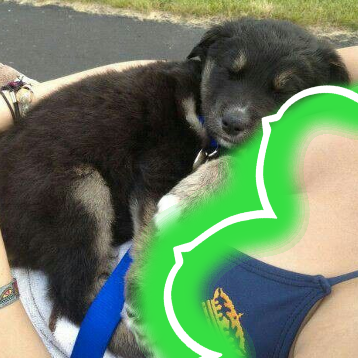 Puppy sleeping with the $Topless logo outline